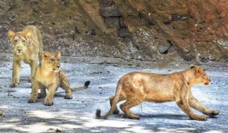 चिड़ियाघर: नवरात्रि पर शेर और दो शेरनियों के नाम महेश्वर, महा गौरी, शैलजा रखे गए
