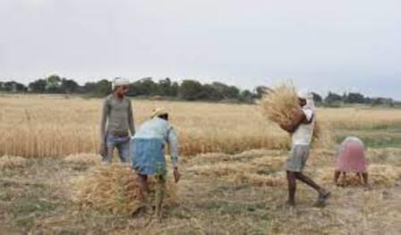 केंद्र सरकार का किसानों को दीपावली तोहफा : मतीरे के बीज में आय दोगुनी करने के लिए उठाए ठोस कदम